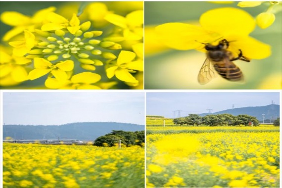 康輝旅游網(wǎng)<廣州出發(fā)>火熱爆款 深中通道+田園油菜花海+漫游虹橋純玩1天