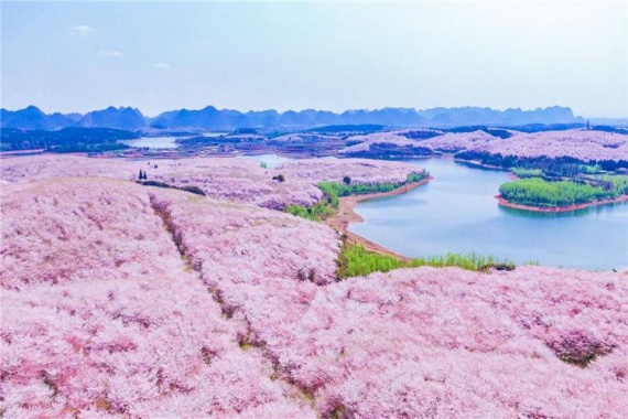 康輝旅游網(wǎng)<遇見>貴州肇興侗寨+堂安梯田+金海雪山+平壩櫻花+青巖古鎮(zhèn)+岜莎苗寨雙動四日