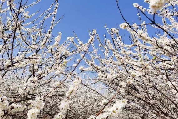 康辉旅游网【赏李花】从化桂峰村 增城正果镇 入住南昆山碧泉湾温泉度假村2天1晚跟团游