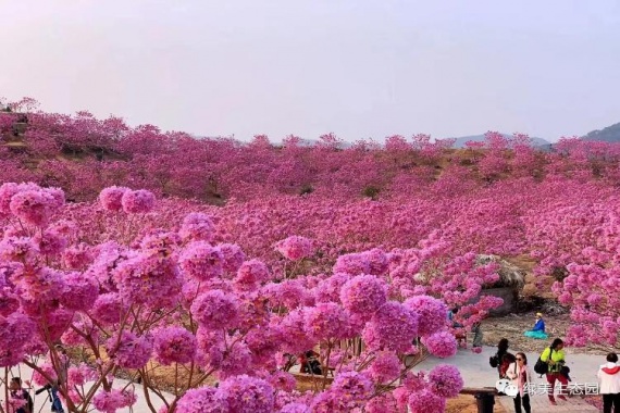 康辉旅游网<特惠游>【赏漫山粉紫海洋·紫花风铃木】 食足4餐 新会+中山轻奢美食2天