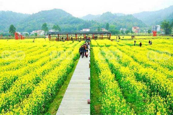 康辉旅游网【超低价纯玩】广州往返 花都曼古园+梯面红山村油菜花纯玩1天