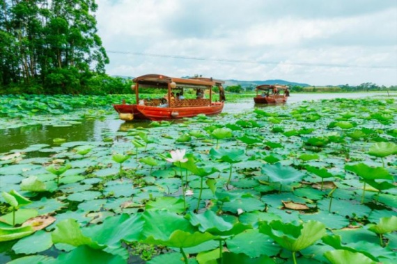 康辉旅游网广州往返鹤山古劳水乡、开平赤坎古镇、五邑侨乡宴 1天
