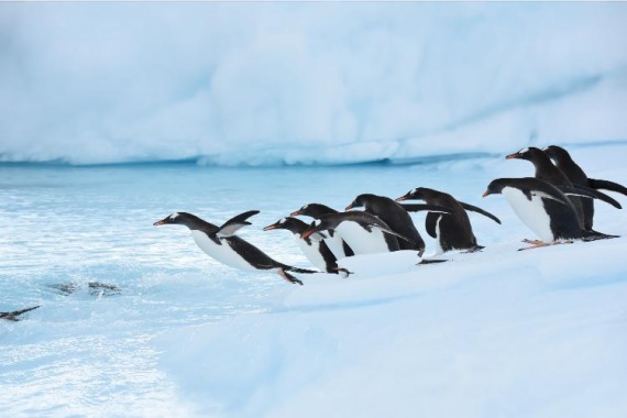 康辉旅游网[庞洛邮轮]南极+阿根廷+乌拉圭+巴西+智利+秘鲁摄影之旅35天31晚跟团游纯玩