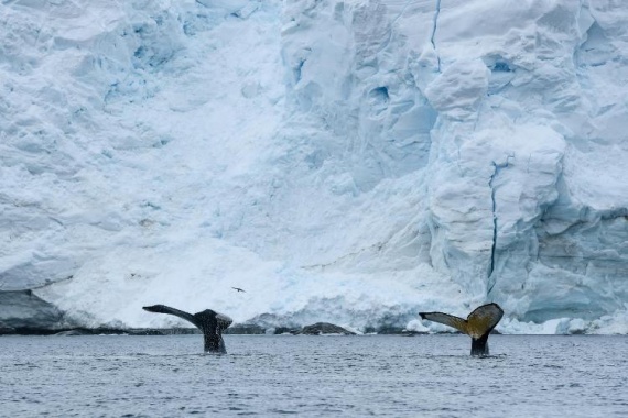 康辉旅游网【庞洛五星邮轮】南极三岛+阿根廷+乌拉圭+巴西+智利+秘鲁摄影之旅42天
