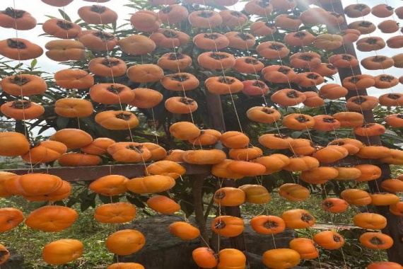 康辉旅游网<经典>纯美杏柿 广州往返 恭城红岩村/海洋银杏/漓江冠岩/桂林象鼻山动车三天