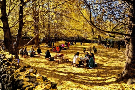 康辉旅游网<特惠><邂逅腾冲-银杏季>广州直飞芒市+瑞丽+腾冲纯玩双飞5天