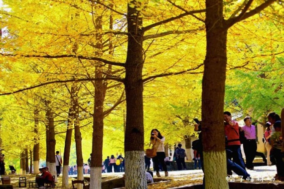 康辉旅游网<云门胜景>广州往返韶关云门山，南雄帽子峰，银杏秋色纯玩2天游