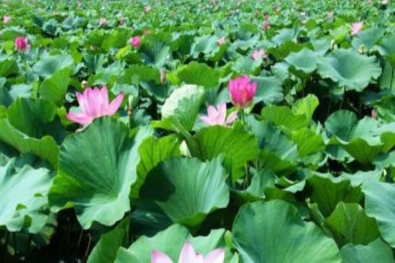 康辉旅游网<特惠游>广州往返--【漫游“童话植物园”】寻荷趣 东莞纯玩1天