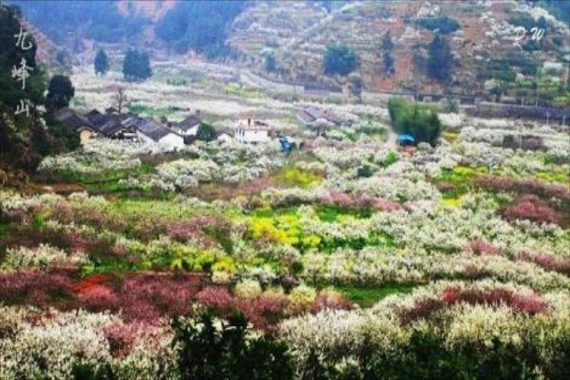 康辉旅游网<潇洒行>广州往返邂逅樱花峪花海，九峰山桃李花海，打卡新丰岭南红叶世界纯玩3天