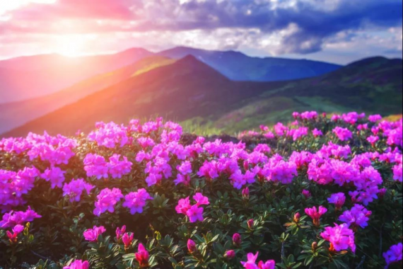 康辉旅游网<湖北·杜鹃天鹅湖>武汉黄鹤楼+龟峰山杜鹃+梦里水乡天鹅湖+纯玩双高5天